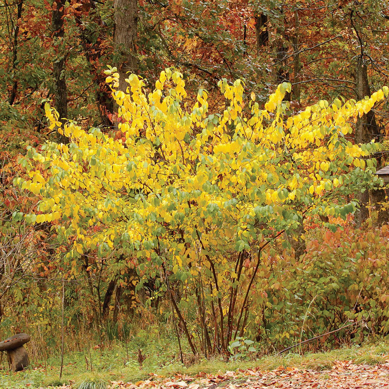 Lindera benzoin (Spicebush)